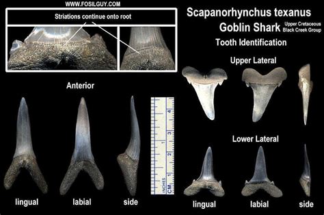 goblin shark teeth diagram.